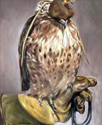 Hooded Redtailed Hawk