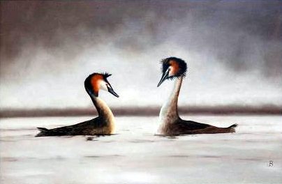 Spring Courtship