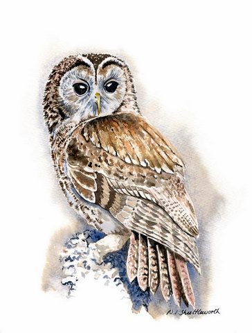 Tawny Owl
