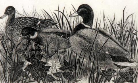 Ducks in Reeds