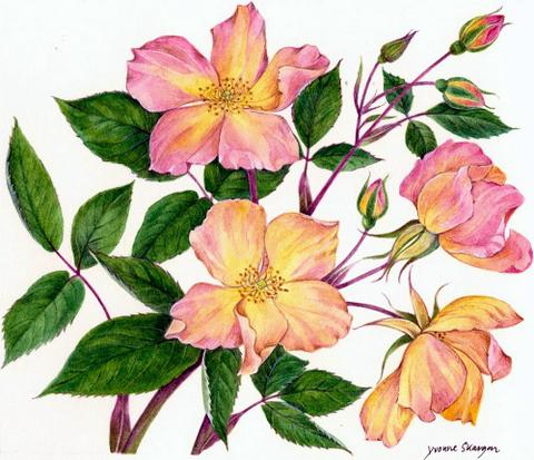 Rosa Mutabilis