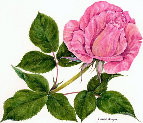 Rosa Silver Jubilee