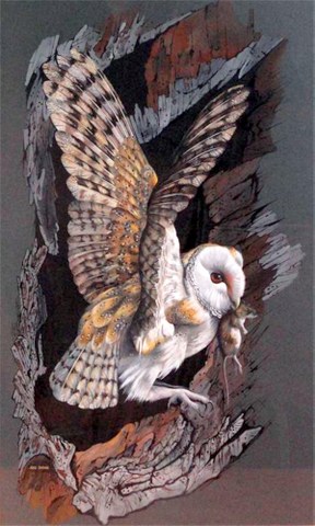 Barn Owl