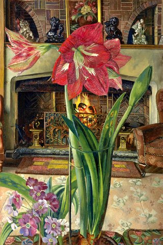 Amaryllis