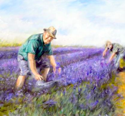 Lavender Harvest
