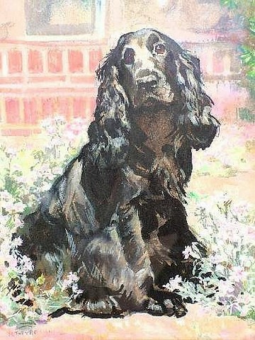 Study of a Black Cocker Spaniel