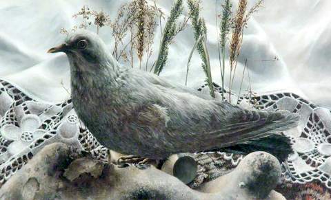Pigeon and Lace