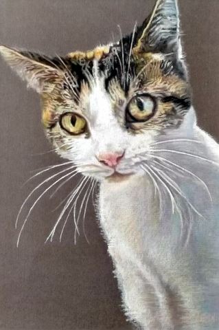 Pet Portrait