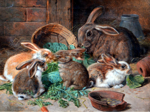 Rabbit Family