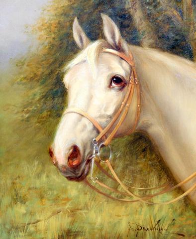 Head Portrait of a Grey Hunter