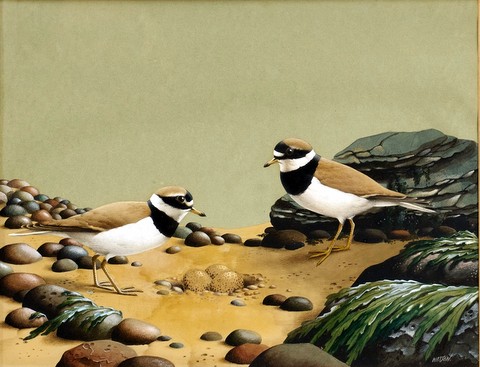 Pair of Little Ringed Plovers