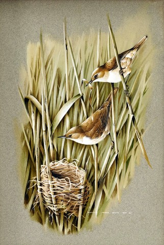 Reed Warblers