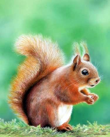 Red Squirrel